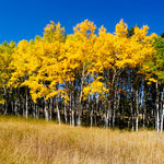 Birken in den schönsten Herbstfarben