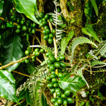 ....und Kaffeebohnen....