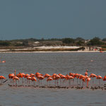 ....meistens stehen einzelne Kolonien in Reih und Glied.....
