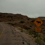 Na so was - gibt es hier wilde Esel?