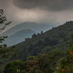 Tropisch bewaldete Hänge und runde Nebelberge....