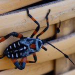 ....ein schöner Käfer vom Monte Alban