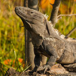 .....diese Echse schaute uns frühs interessiert beim Frühstück zu.....