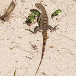 Wir hatten auch unsere Haustiere - hier eine Echse...