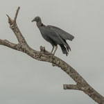 ....und der hat ihn leergefuttert.....