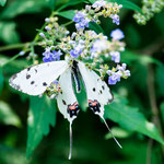 ....tolle Blumen und Schmetterlinge.....