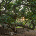 ....die Äste wachsen kreuz und quer.....