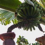 ....hier die Bananenfrüchte mit der Blüte....