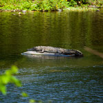 .....eines von den 3 Krokodilen die hier leben.....