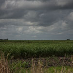 riesige Zuckerrohr Plantagen....