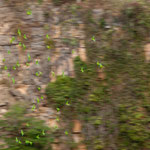 ....und voller grüner Papageiensittiche......