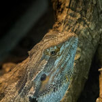 .....die extrem gut getarnt ist....