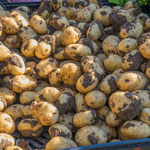 Neue Kartoffeln - der Preis war gar nicht hoch - aber man bezahlt auch den Dreck