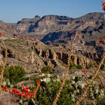 wild und schön = die Wüste blüht