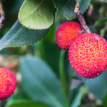 Baumerdbeeren - gibt es unzählige - sind essbar.