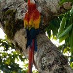 Die nächsten Bilder zeigen den am Aussterben befindlichen "Roten Aras".....