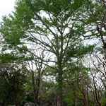 Die Urwaldriesen ist schon gewaltig