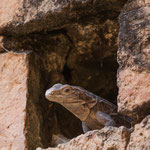 ....was hat denn der in den altehrwürdigen Gemäuern verloren.....