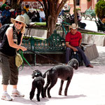 Nun haben wir 2 Hunde