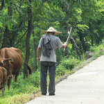 .....Kühe werden noch gehütet.....