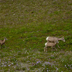 Bergziegen sind sehr zutraulich