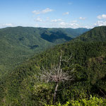 ....hier herrschen die Jaguare und Pumas.....