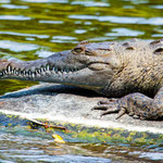 ....Gäste die nörgeln werden einfach gefressen....