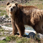 ein Grizzly - Mann....