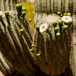 blühende Saguaro