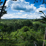 ....ein Blick von Eladios Farm auf den umgebenen Urwald....