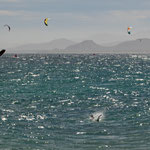 ..... rechts ist einer schon eingetaucht und links einer kurz davor ......