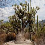 ....so wie dieser "Elefantenfuss.