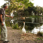 .....Rudi beschwört den Gänserich