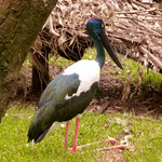 Ein australischer Storch