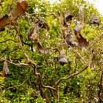 ein ganzer Baum voller Flughunde