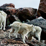 ....unterwegs "White Mountain Goats....