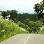 ....überall blühen die tollen "Federbüsche"