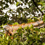 und sein männlicher Gegenpart