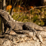 ....Und wir hatten direkte Nachbarn.....