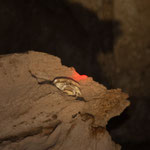 ....und ein "Schädel eines jungen Mädchens"....