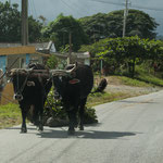 Pferde, Esel und Ochsen beherrschen die kubanischen Strassen