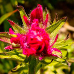 ....."Indian paintbrush".....