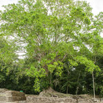 ....die Natur hat sich das meiste wieder zurück geholt....