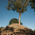 ....unglaublich - dieser große Baum wächst auf der Pyramide....