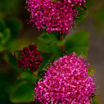 .....auch hier wunderschöne seltene Blumen.....