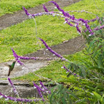 ....und man sieht überall tolle Blumen und Kolibris.....