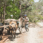 ....und es gibt auch noch Ochsengespanne
