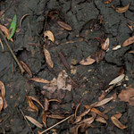 ....eine Tapir Spur....