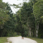 Da sehr wenig Verkehr gibt es ganz viel Wild