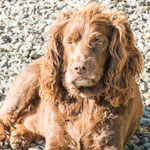 ....vier von den denen haben uns rund um die Uhr bewacht.....